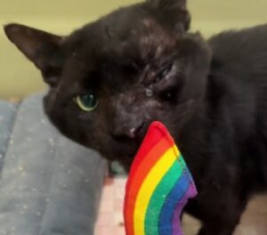 Dopo dodici anni il gatto anziano riceve il suo primo giocattolo: la sua reazione è tutta da vedere