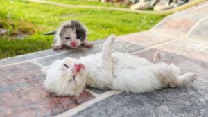 Due poveri gattini giacevano ormai quasi senza forze per via del caldo: nessuno sembrava prestar loro attenzione – Video