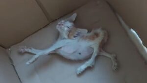 Era ormai pelle e ossa: il povero gatto non vedeva cibo da troppo tempo – Video