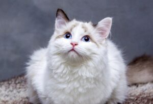 Falso mito o verità: i gatti bianchi sono davvero più delicati degli altri?