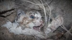 Il gatto randagio non aveva speranza: è stato il cane in difficoltà come lui ad aiutarlo davvero – Video