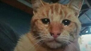 Il gatto si mette a piangere quando incontra il suo padrone: non lo vedeva da 7 anni – Video