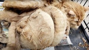 Quando hanno portato questo gatto in clinica, i veterinari non riuscivano a spiegarsi come si fosse ridotto così – Video