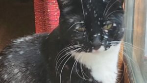 Questo gatto nero con un manto particolarissimo è la nuova ossessione di tutti coloro che lo guardano