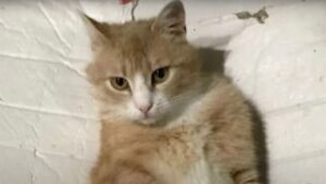 Viveva su una panchina alla fermata dell’autobus, soffrendo il freddo: il gatto non ce la faceva più – Video