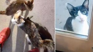 La famiglia pensava di aver già avuto la sua dose di gatti, ma evidentemente non era ancora finita