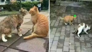 I due gatti stanno insieme, poi lei lo tradisce: sembra quasi di assistere a una telenovela