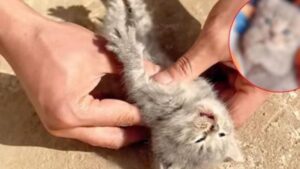 Un gattino senza vita giaceva sulla strada, ma poi un uomo ha avuto un’idea