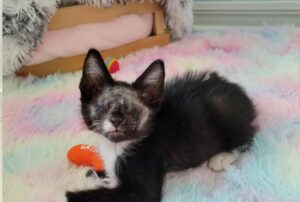 Il gattino cieco si aggrappa immediatamente a un gatto grigio quando si incontrano per la prima volta e non lascia che nessuno li separi