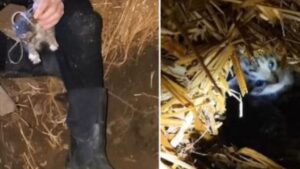 Ci sono voluti due giorni: una coppia ha fatto davvero di tutto per salvare la famiglia di gatti intrappolata sotto casa