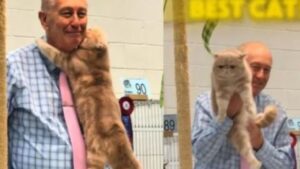 Il gatto furbissimo inizia a coccolare il giudice della mostra sperando di ottenere un vantaggio