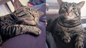 Il timidisimo gatto randagio si innamora perdutamente della famiglia che si trova davanti, trasformandosi