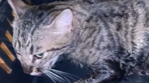 Gatto preso a calci dal fidanzato della proprietaria e ridotto in fin di vita