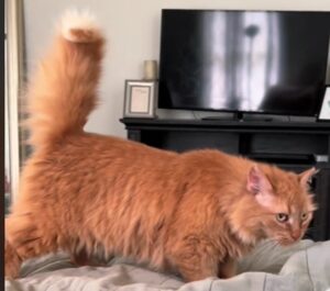 Gatto scappa dalla stanza quando si accorge che anche la proprietaria è lì