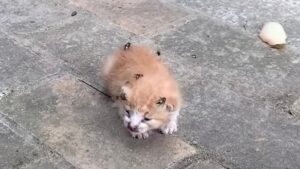 Ormai moribondo, il povero gattino veniva tormentato dalle mosche e non riusciva a reagire – Video