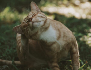 Si chiama forfora che cammina e se hai un gatto dovresti sapere che cos’è