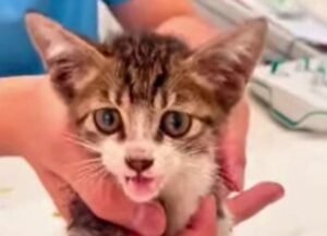 Era stato investito da un’auto, eppure il gattino sembrava non aver perso le speranze di trovare l’amore