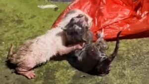I gattini giacevano ormai nella spazzatura, cercando di far sentire la loro flebile voce – Video