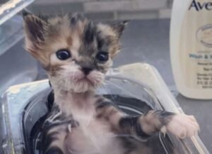 Il gattino orfano capisce qual è la strada migliore per raggiungere il cuore di un uomo (che lo amerà per sempre)