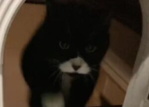 La mamma umana di questo gatto condivide con tutti un’idea geniale e c’è già chi pensa di imitarla