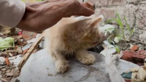 Lo hanno trovato con una grave infezione agli occhi: il povero gatto faticava ormai a sopravvivere – Video