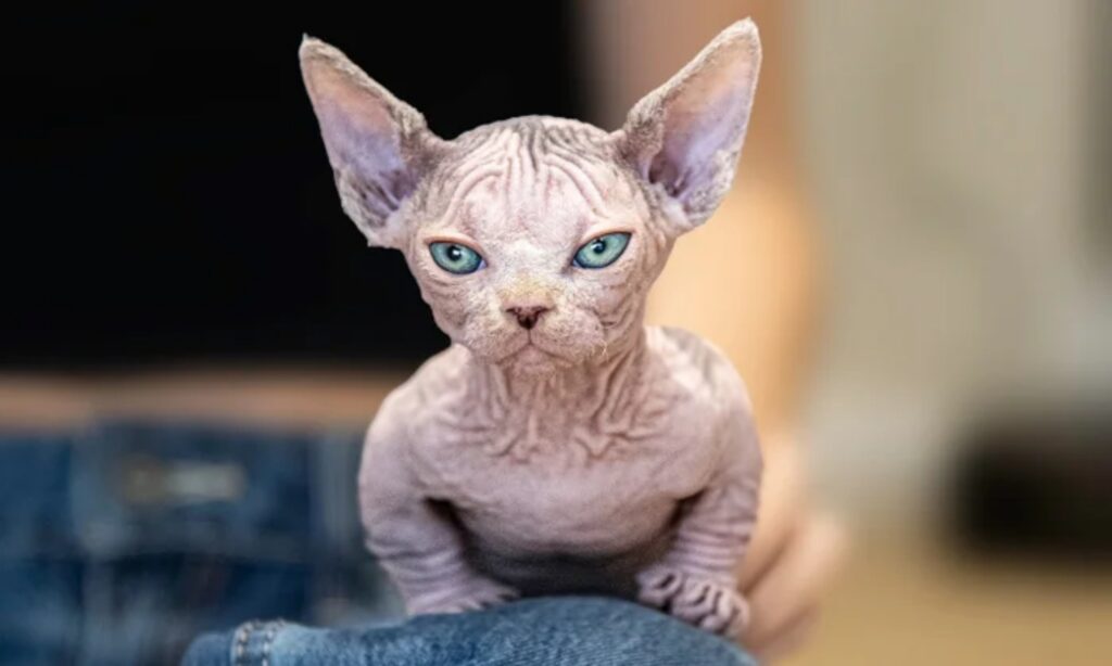 Stanno facendo qualcosa di innaturale a questi gatti, facendoli somigliare a dei cani