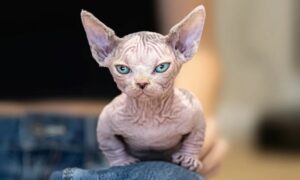 Stanno facendo qualcosa di innaturale a questi gatti, facendoli somigliare a dei cani