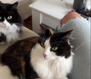 Gatti in fila per salire sulle ginocchia della mamma umana, con tempi di attesa molto lunghi