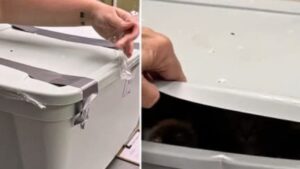 Non potete neanche immaginare quanti gattini hanno trovato all’interno di questo bidone della spazzatura