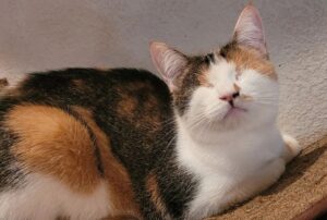 Il futuro dei gattini sembrava incerto e infelice, ma poi qualcosa ha cambiato del tutto la loro esistenza