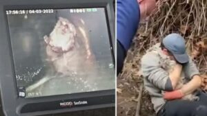 Questo gatto purtroppo se l’è vista brutta: era rimasto intrappolato dentro una fogna ormai ghiacciata