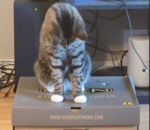 Gatto soriano intrappola la sorella in una scatola di scarpe