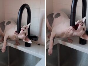 Il gatto Sphynx inizia a fare il buffone e la sua mamma umana comincia a riflettere sulle decorazioni natalizie