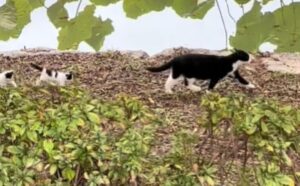 Mamma gatta cerca di portare i suoi gattini in salvo, ma non riesce a sostenere ciò che accade dopo (VIDEO)