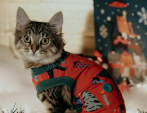 Devi davvero vestire il tuo gatto a Natale o lo fai solo stare male?