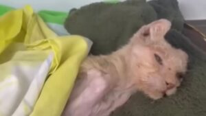 Dopo tanto dolore il gattino si è finalmente svegliato: aveva bisogno di sentire il calore degli esseri umani – VIDEO