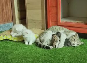 Dopo un’esperienza estremamente traumatica questa mamma gatta randagia trova il suo lieto fine, insieme ai suoi gattini
