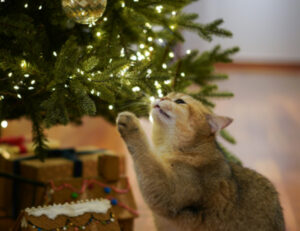 E tu sai già come rendere felice il tuo gatto nel periodo di Natale?