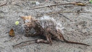 Era magrissimo, puzzava e aveva dolore ovunque: il gattino ha avuto la sola fortuna di essere stato notato in tempo – VIDEO