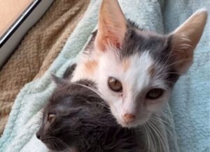 Hanno avvistato i due gattini di fronte a un edificio, sapevano che avevano bisogno di aiuto