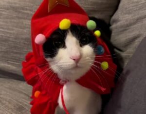 I look felini più perfetti di questo Natale? Sono quelli di questi meravigliosi gatti