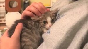 La gattina era così terrorizzata da tutti che desiderava soltanto nascondersi – VIDEO