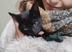Il gatto investito da un auto non riusciva né a camminare né a respirare, ma nessuno gli prestava attenzione