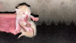 Il povero gattino urlava, piangeva disperatamente chiedendo aiuto: è stato un salvataggio mozzafiato – Video