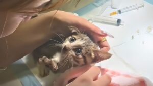 Inerte, il povero gattino randagio si stava lasciando andare: lo hanno salvato un attimo prima che fosse troppo tardi – VIDEO