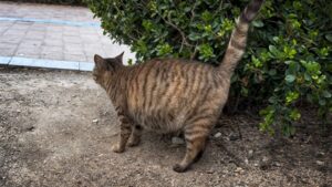 La gatta randagia, ormai prossima al parto sogna una casa ma nessuno sembra aver spazio per lei – VIDEO