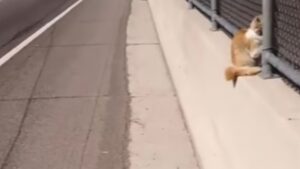 L’uomo coraggioso ha rischiato la sua vita provando a salvare il gatto intrappolato vicino alla superstrada – VIDEO
