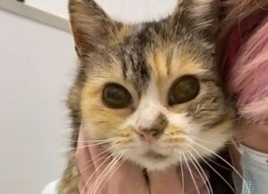 L’uomo nota che il gatto randagio si comporta in modo strano mentre mangia e scopre qualcosa di assurdo