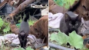 La vita di questo gattino ha preso una svolta tutta nuova dopo che ha deciso di fare uno specifico salto