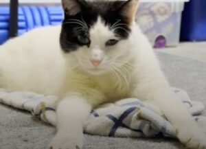 Pur di conquistare la fiducia di questo gatto, la donna ci parla ogni giorno… finché lui non le risponde